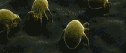 1.gif